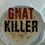 What is the best Gnat Killer?