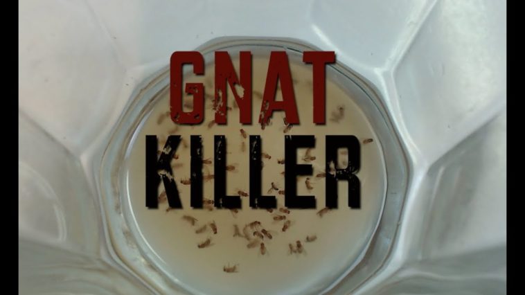 What is the best Gnat Killer?