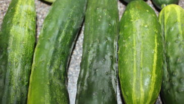 What is the best dill pickle?