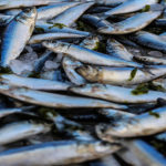 What is the best eating fish in Australia?