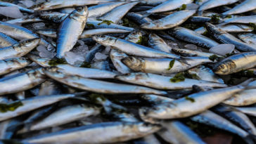 What is the best eating fish in Australia?