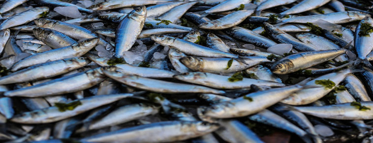 What is the best eating fish in Australia?