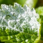 What is the best fungicide for powdery mildew?