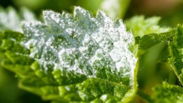 What is the best fungicide for powdery mildew?