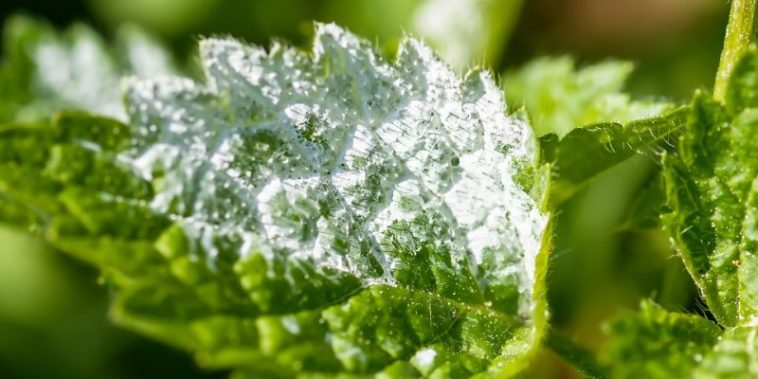 What is the best fungicide for powdery mildew?