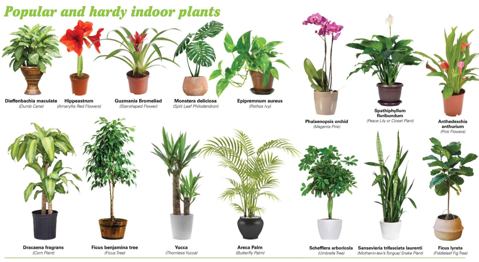 What Is The Best Indoor Plant For Oxygen 