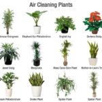 What is the best indoor plant to clean the air?