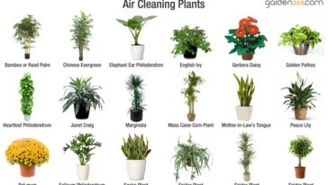 What is the best indoor plant to clean the air?