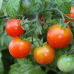 What is the best month to plant cherry tomatoes?