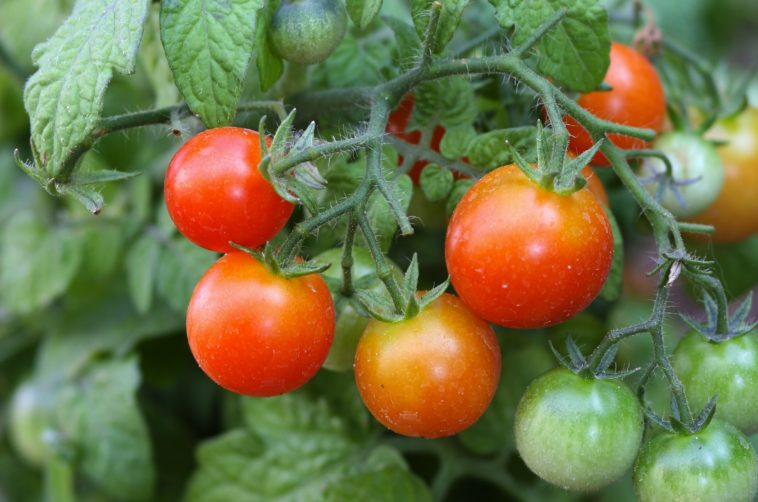 What is the best month to plant cherry tomatoes?