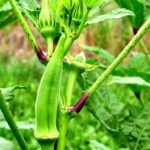 What is the best month to plant okra?