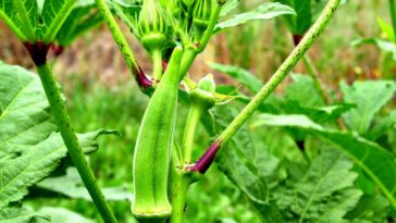 What is the best month to plant okra?