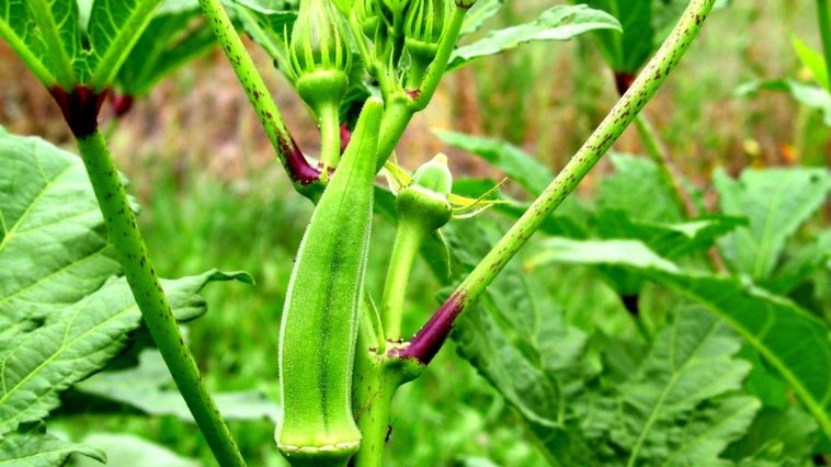 What is the best month to plant okra?