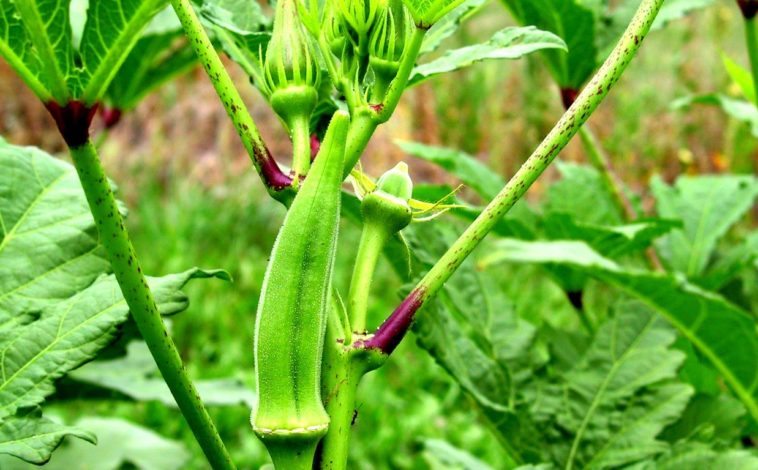 What is the best month to plant okra?