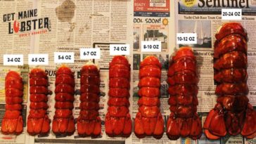 What is the best size lobster tail to buy?