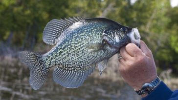 What is the best tasting fish in the world?