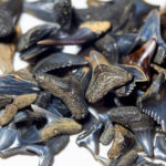 What is the best time to find shark teeth?