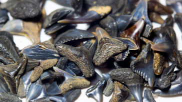 What is the best time to find shark teeth?