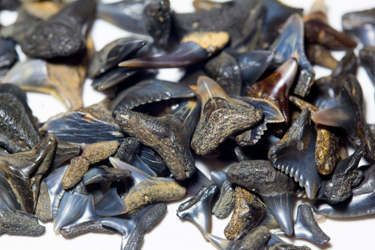 What is the best time to find shark teeth?