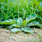 What is the best time to plant plantain?