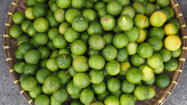 What is the best type of lime tree?