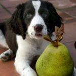 What is the best vegetable for dogs?
