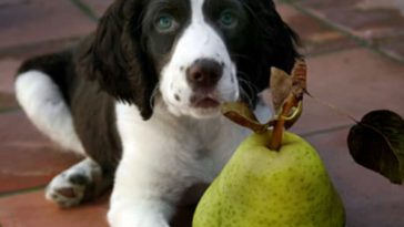 What is the best vegetable for dogs?