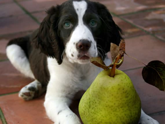 What is the best vegetable for dogs?