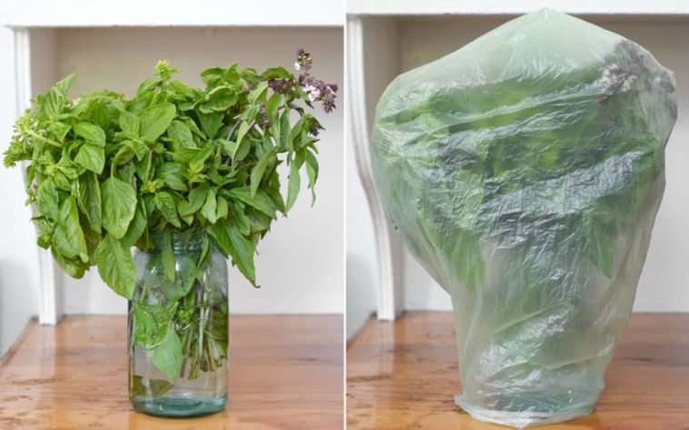 What is the best way to preserve fresh basil?