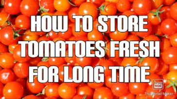 What is the best way to preserve fresh tomatoes?