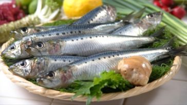 What is the best wild-caught fish to eat?