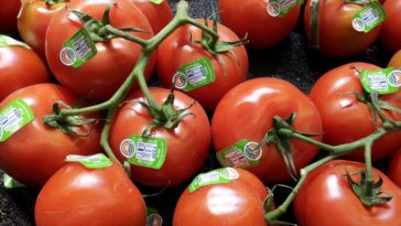 What is the big tomato called?