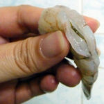 What is the black stuff in shrimp?