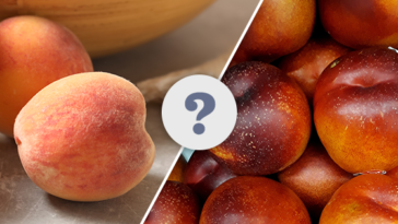What is the difference between Peach and Daisy?
