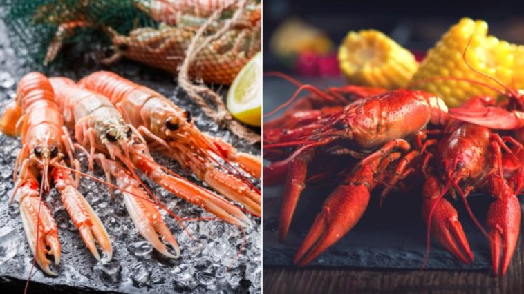 What is the difference between a crawfish and a crawdad?
