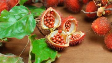 What is the difference between annatto and achiote?
