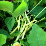 What is the difference between pole beans and bush beans?