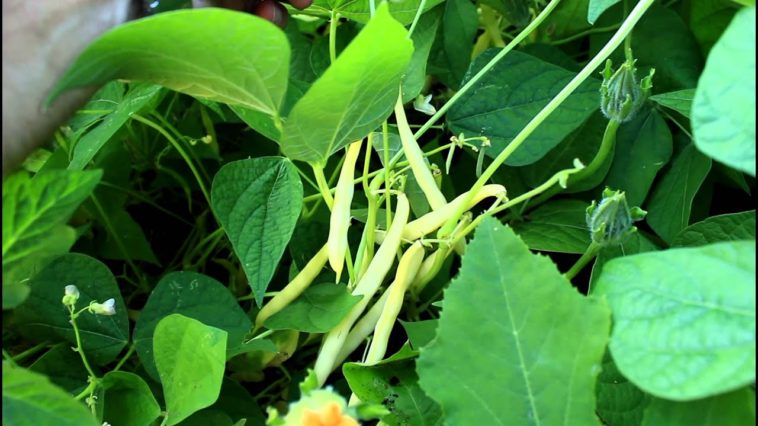What is the difference between pole beans and bush beans?