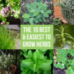 What is the easiest herb to grow?