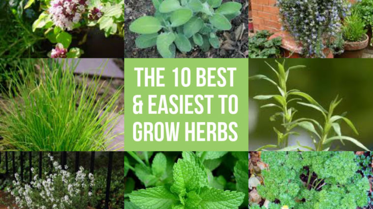 What is the easiest herb to grow?
