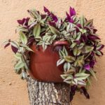 What is the easiest houseplant to grow?