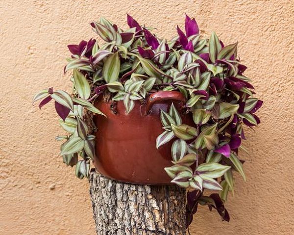 What is the easiest houseplant to grow?