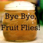 What is the fastest way to get rid of fruit flies?