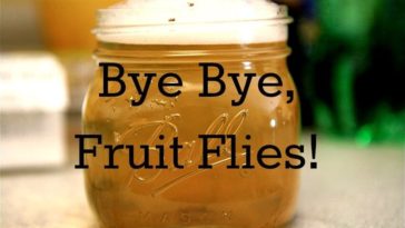 What is the fastest way to get rid of fruit flies?