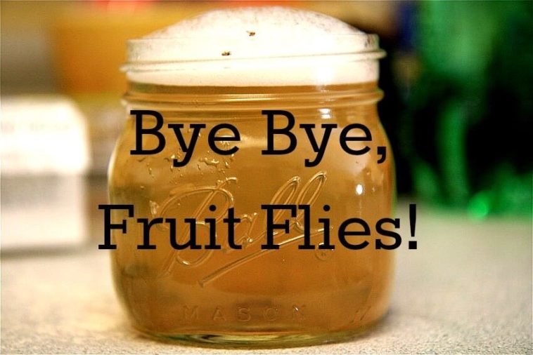 What is the fastest way to get rid of fruit flies?