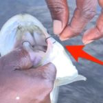 What is the fastest way to remove salt from cod fish?