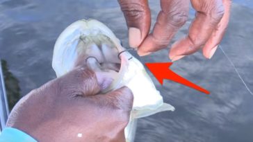 What is the fastest way to remove salt from cod fish?