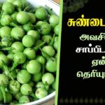 What is the health benefit of turkey berry?