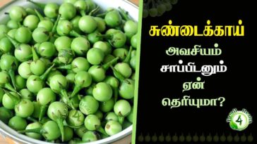 What is the health benefit of turkey berry?