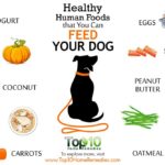 What is the healthiest food to feed your dog?